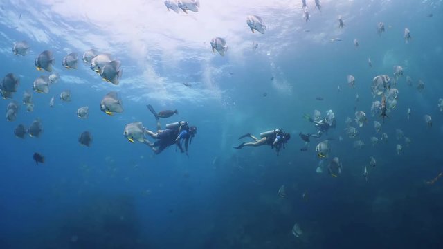 A huge flock of Batfish (Platax) in clear blue water and group of divers at backstage. Underwater diving seascape.