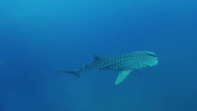 A huge Whale Shark swims with flock of Travally and Remoras in clear water. Underwater diving seascape.