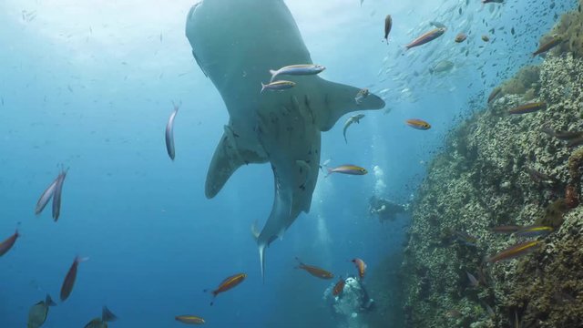 A huge Whale Shark swims very close to a rocks on a tropical coral reef. Bottom view. Underwater diving seascape.