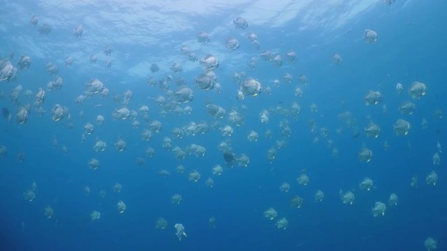 A huge flock of Batfish (Platax) in clear blue water. Underwater diving seascape.