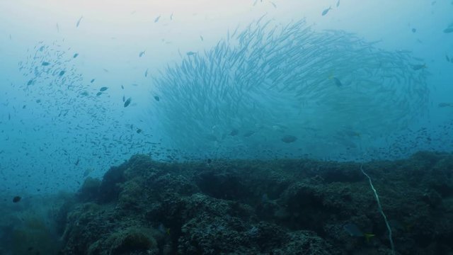 A huge flock of barracudas in depth of the sea. Underwater diving seascape. The wall of Richelieu Rock diving site, Surin Islands, Similan Island Archipelago. Thailand.