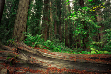 Obraz premium Views in the Redwood Forest, Redwoods National & State Parks California