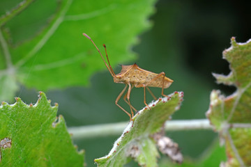 Stink bug on green leaves, North China