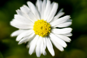 Chamomile in wild life on green background.