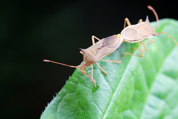 Stink bug on green leaves, North China