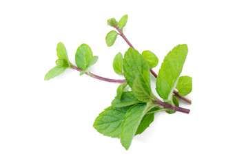 Peppermint on a white background are used to flavor food and as herbs.