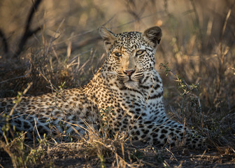 Fototapeta na wymiar A leopard, Panthera pardus, laying in the grass.