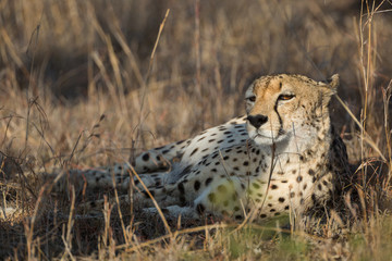 A cheetah, Acinonyx jubatus, resting in tall grass.