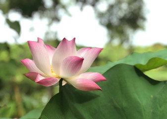 beautiful pink lotus in a lake