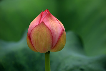 Lotus in a pond, northern China