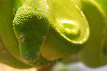 Green Snake in Australia