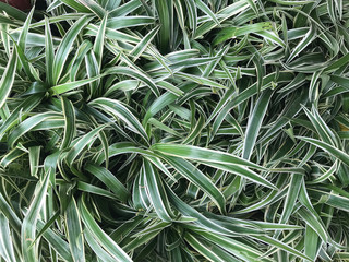 Background from fresh leaves texture