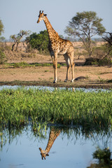 A giraffe, Giraffa camelopardalis, standing over and reflected in a water hole.
