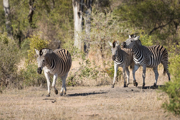 Fototapeta na wymiar Three plains zebras, Equus quagga, walking through the bush.