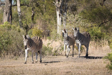 Fototapeta na wymiar Three plains zebras, Equus quagga, walking through the bush.