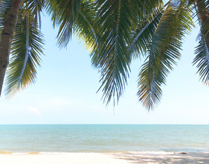 Fototapeta na wymiar green coconut palm trees on the grass in sunny beach