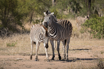 Fototapeta na wymiar Plains zebras, Equus quagga, nipping at each other in the bush.