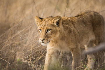 A lion cub, Panthera leo, walking through tall grass.