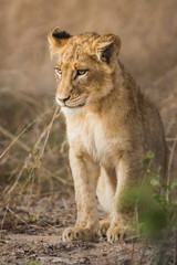 A lion cub, Panthera leo, sitting in a sandy, grassy, area.