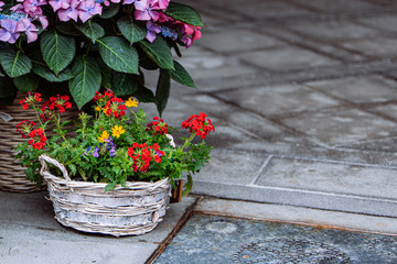 Fototapeta na wymiar flowers in pots outdoors near shop