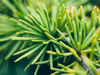 Naklejka na ściany i meble closeup of pine needles