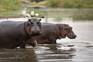 A pair of hippopotamuses, Hippopotamus amphibius, walking into a pond.