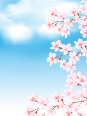 Fototapeta premium 桜 春 花 背景