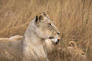 Profile portrait of a female lion, Panthera leo, resting in tall grass.
