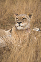 A female lion, Panthera leo, stretching, waking up in tall grass.