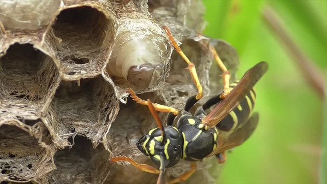Heide-Feldwespe, Larve verschlie&szlig;t ihre Zelle