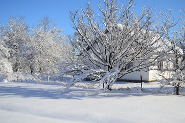 Beautiful winter landscape.Trees covered with hoarfrost and snow