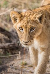 Portrait of a lion cub, Panthera leo.