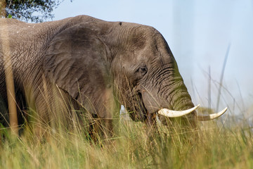 A male elephant grazing in the grass in the water of the Okavango Delta