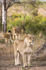 A standing female lion, Panthera leo, with her tail up, and another female and cub in the background.