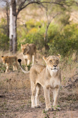 A standing female lion, Panthera leo, with her tail up, and another female and cub in the background.
