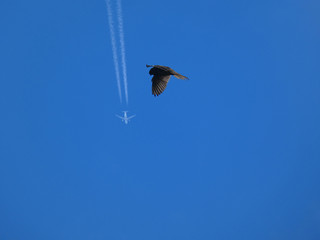 Falco