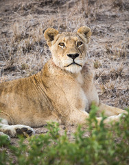 Portrait of a female lion, Panthera leo, reclining on a small hill.