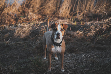 Beautiful dog stands still in faded winter or autumn grass. Portrait of staffordshire terrier mutt looking at camera in sunset among brown grass