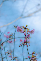 青空と河津桜