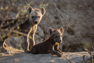 A pair of hyena pups, Crocuta crocuta, outside their den.