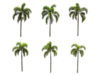 six palm tree collections on a white background
