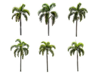 six palm tree collections on a white background
