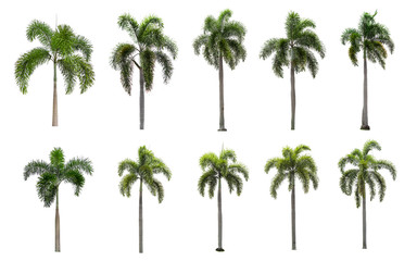 Ten palm trees on a white background.