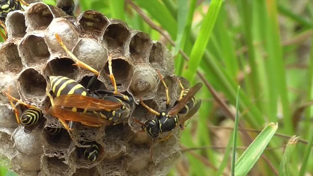 Heide-Feldwespe, Larve verschlie&szlig;t ihre Zelle