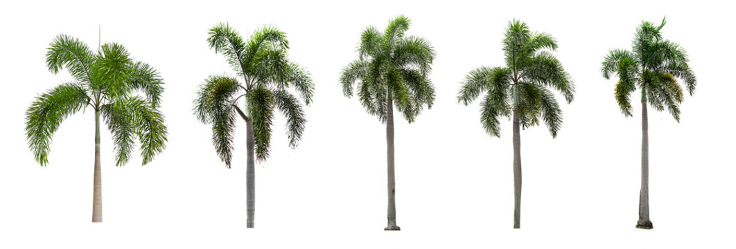 รูปภาพDate-Tree – เลือกดูภาพถ่ายสต็อก เวกเตอร์ และวิดีโอ262 | Adobe Stock