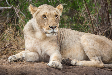 Obraz na płótnie Canvas A female lion, Panthera leo, awakening after a rain shower.