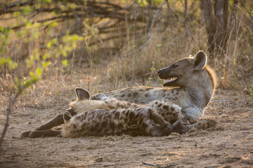 A mother hyena, Crocuta crocuta, with two nursing pups.