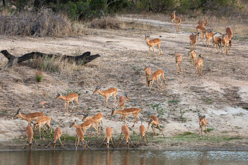 A herd of impala, Aepyceros melampus, coming down to a water hole for a drink.