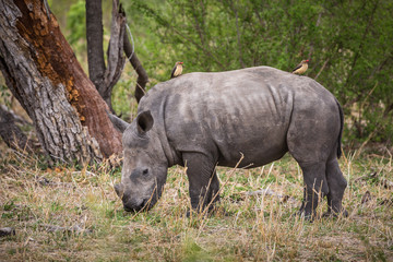 A young white rhinocerous, Ceratotherium simum, grazing in the grass.