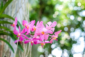 Beautiful pink orchid flowers closeup, flowers bloom in spring adorn the beauty of nature